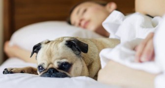 Le Donne Dormono Meglio Con Il Proprio Cane Che Con Un Altra Persona Lo Afferma Una Curiosa Ricerca Curioctopus It