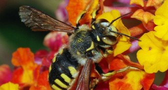 Frankreich ist das erste Land, das die fünf Pestizide verbietet, die für das Verschwinden von Bienen verantwortlich sind