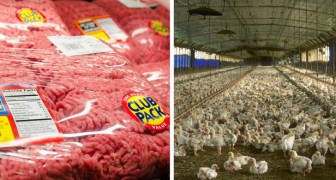 Antibiotika und Pestizide in Intensivtierdrainagekanälen: Billiges Fleisch vergiftet die Gewässer Europas