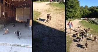 The run of the goats that will put a smile on you !