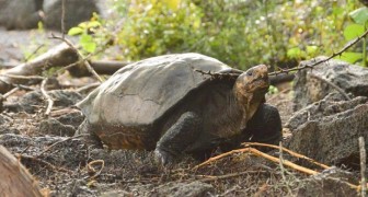 Na meer dan 100 jaar is er een uitgestorven reuzenschildpad op de Galapagos verschenen