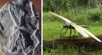 Meganeura: la temibile libellula preistorica con un'apertura alare di 75 centimetri