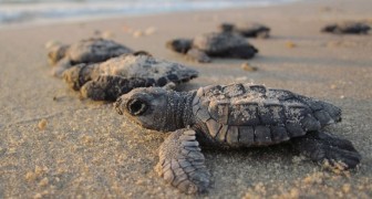 Les bébés tortues sont de retour à Mumbai, après la plus grande opération de nettoyage d'une plage