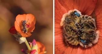 En fotograf upptäcker två bin som sover i en blomma: bilden är smittsamt gullig
