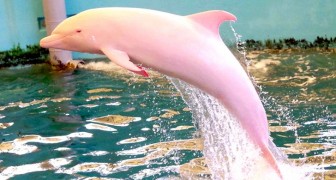 Matrosen entdecken einen sehr seltenen rosa Delfin: Die außergewöhnlichen Aufnahmen des Tieres gehen um die Welt