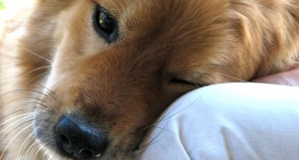 8 modos en donde vuestro perro les está diciendo: Te quiero mucho