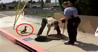 Mother duck attracts the attention of a police officer to save her ducklings