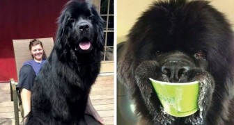 21 photos that prove living with a Newfoundland dog in your home is a lot of fun!