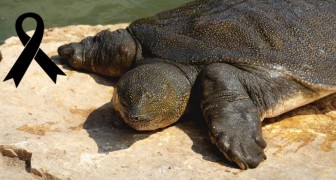 È morta l'ultima femmina conosciuta di questa rarissima specie di tartaruga: il rischio di estinzione è altissimo