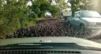 Unos 100.000 patos invaden las calles de Thailandia