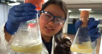 Una studentessa di 23 anni afferma di aver scoperto il processo per trasformare la plastica in materiale biodegradabile