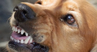 Une étude le confirme : les chiens peuvent flairer les mauvaises personnes et essaient de protéger leur maître