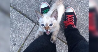  While taking a walk, a stray kitten chooses him as a friend and a few minutes later he decides to adopt him