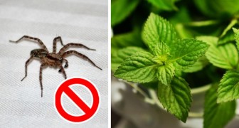 Wie Man Insekten Von Der Kuche Und Dem Schlafzimmer Fernhalt Ohne Chemikalien Zu Verwenden Klickdasvideo De