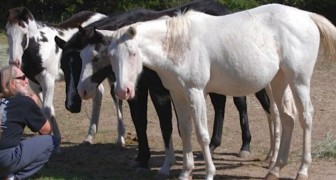 Un famoso cantante ha salvato 70 cavalli dal macello e li ha liberati nella sua proprietà