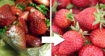 Landwirte zeigen ihren Trick, Erdbeeren wochenlang auf natürliche Weise frisch zu halten
