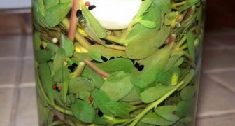 Dit is postelein, de spontane plant met vele voordelen voor het lichaam en de smaakpapillen