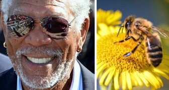 Morgan Freeman heeft zijn gigantische ranch veranderd in een paradijs voor bijen