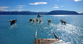 Groenland heeft op één dag 2 miljard ton ijs verloren: honden lopen over het water