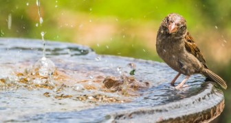 Vogels hebben veel moeite om vers water te vinden in de zomer, dit is wat je kunt doen om hun leven te redden