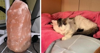 After a kitten almost lost its life due to licking a salt lamp, a vet warns us about the possible risks