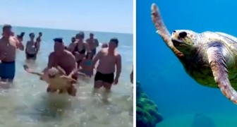 Puglia: una tartaruga marina viene trascinata a riva per un selfie e viene circondata dai bagnanti