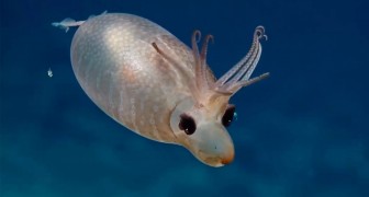Avvistato negli abissi un calamaro molto particolare: il suo aspetto ricorda quello di un maialino