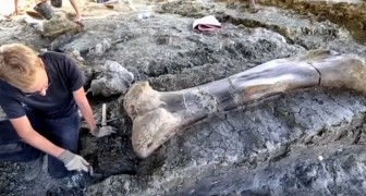 In Francia è stato ritrovato un femore gigante di dinosauro, vissuto 140 milioni di anni fa