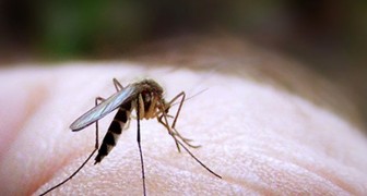 Waarom muggen jou liever steken dan sommige andere mensen