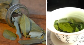  Bay leaf makes a precious herbal tea and here are all its benefits!