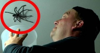 La maldestra e disastrosa manovra di un papà per catturare un ragno enorme