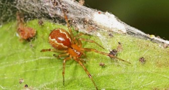 Der Klimawandel könnte Spinnen aggressiver als üblich machen