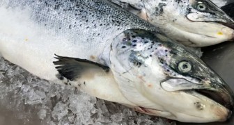 En Alaska, c'est l'hécatombe pour les saumons : voici un autre effet du réchauffement climatique