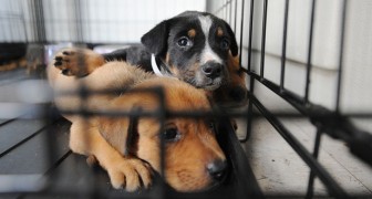 In Umbria, chi adotta un cane o un gatto da un rifugio riceve cure veterinarie GRATIS