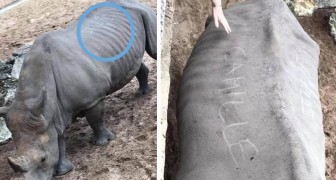 Due turiste incidono i loro nomi sul corpo di un rinoceronte: il vile gesto non è passato inosservato