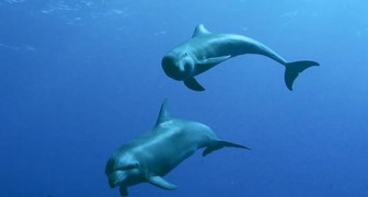 Questo delfino adotta un esemplare di un'altra specie: è la prima volta in assoluto