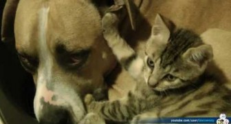 This is the only fight between a cat and a pit bull that we want to see