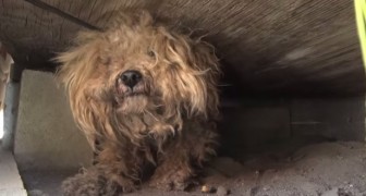 Este cão ficou um ano esperando por seu dono que morreu, até que alguém se deu por conta e o levou para casa