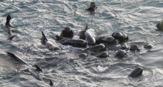 Gli ultimi momenti di una famiglia di delfini: la mamma si stringe attorno a loro prima che siano catturati
