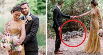 The photo shoot of two newlyweds was made even more memorable by the arrival of a raccoon family