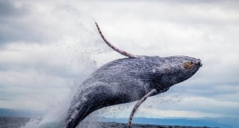 Quando si tratta di ambiente, le balene valgono come l'Amazzonia: possono assorbire il 40% della CO2 del Pianeta