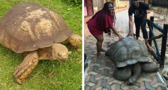 Die Alagba-Schildkröte ist weg: Sie war 344 Jahre alt und das älteste Landtier des Planeten