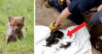 Feuerwehrleute retten 8 ausgesetzte Hundewelpen in einem Schacht, aber dann erkennen sie, dass es sich um Rotfüchse handelt