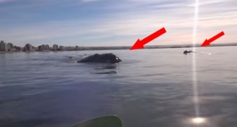 Das unglaubliche Erlebnis eines Pärchens im Kajak, das auf einem Wal reitet