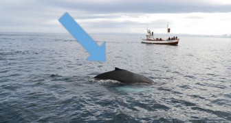 In Islanda, niente più caccia alle balene per il resto dell'anno: è la prima volta in 17 anni