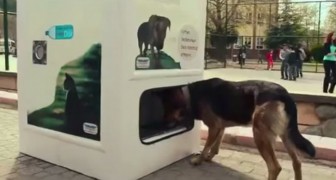 The ingenious invention that helps stray dogs and reduces pollution