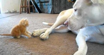 Here's how a huge pit bull reacts to the attack of a tiny kitten!