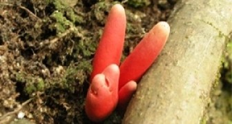 Vergiftete Feuerkorallen In Australien Wurde Einer Der