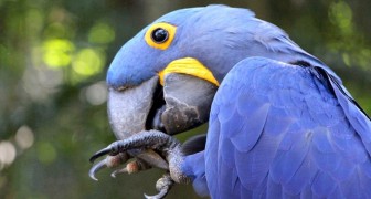 Nati 4 Pulcini Di Ara Blu Una Specie In Estinzione Che Rinasce Dalle Ceneri Degli Incendi In Amazzonia Curioctopus It