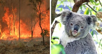 In Australia decine di roghi boschivi avrebbero causato la morte di centinaia di koala